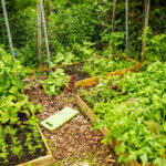 Gemüsegarten Beeteinfassungen