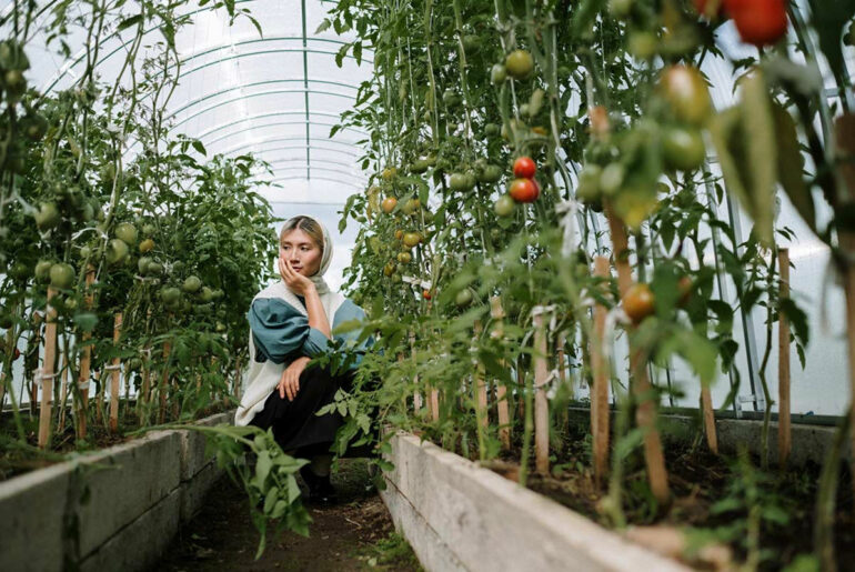 Tomatenanbau im Folientunnel