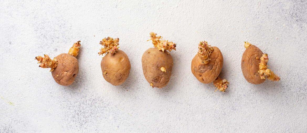 Vorgekeimte Kartoffeln werden eingepflanzt