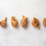 Vorgekeimte Kartoffeln werden eingepflanzt